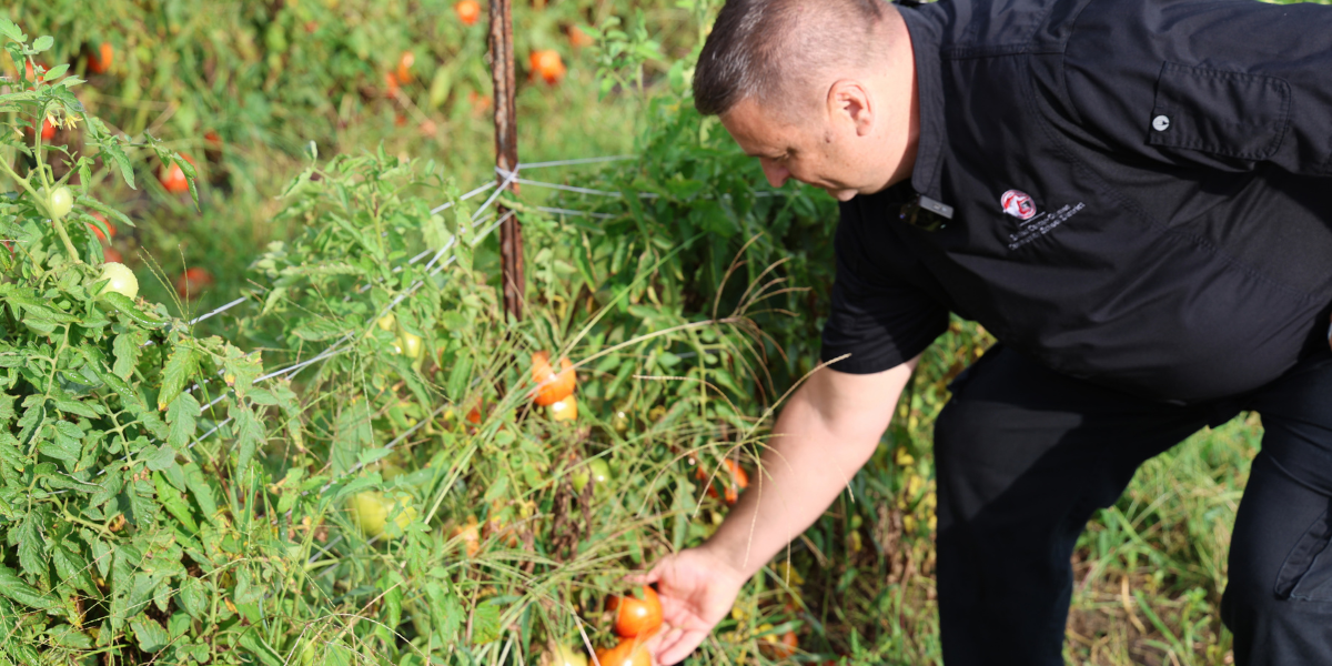 Chef Jozsef Grull picks a tomato at a local farm